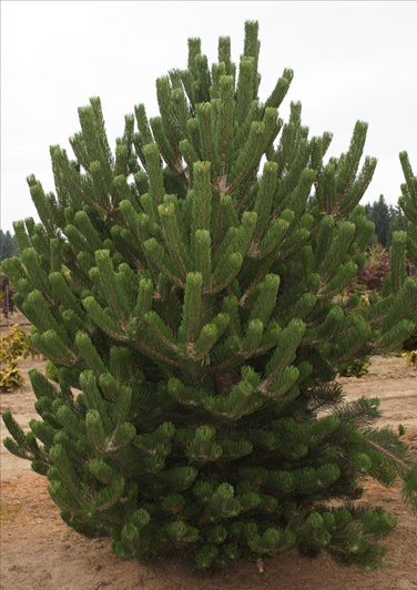       Pinus Nigra   Oregon Green